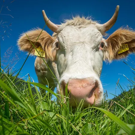 Casa de Férias Almzeithuette Am Seeberg Brandhof