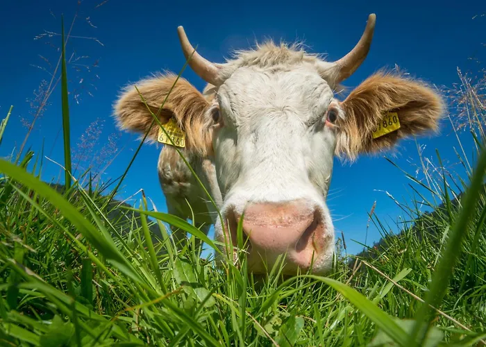 بيت للعطل Almzeithuette Am Seeberg Brandhof